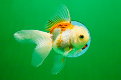 [SINGLE] Orange White Oranda Female 4-4.5 inches #111425SO_06
