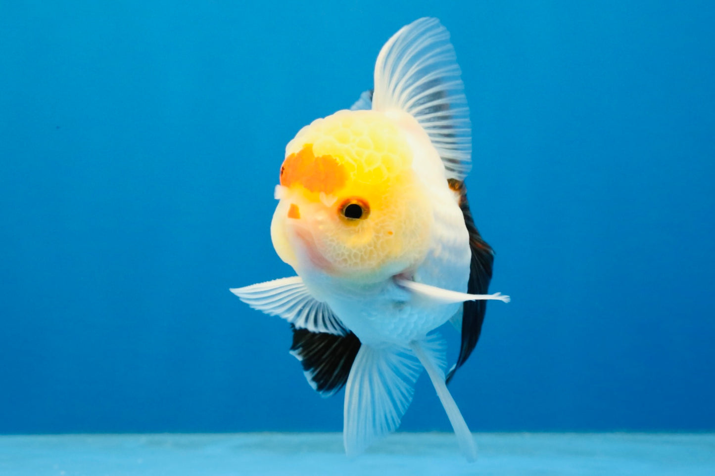 [SINGLE] Tricolor Oranda Male 4 inches #040326SO_07