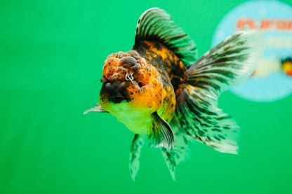 [SINGLE] Tiger Oranda Male 4.5 inches #090525SO_09