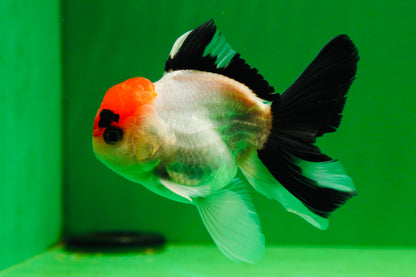 [SINGLE] Tricolor Male Oranda 4-4.5 inches #080125SO_11