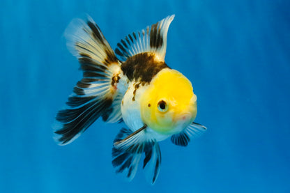 [SINGLE] Tricolor Oranda Male 4.5 inches #041726SO_02