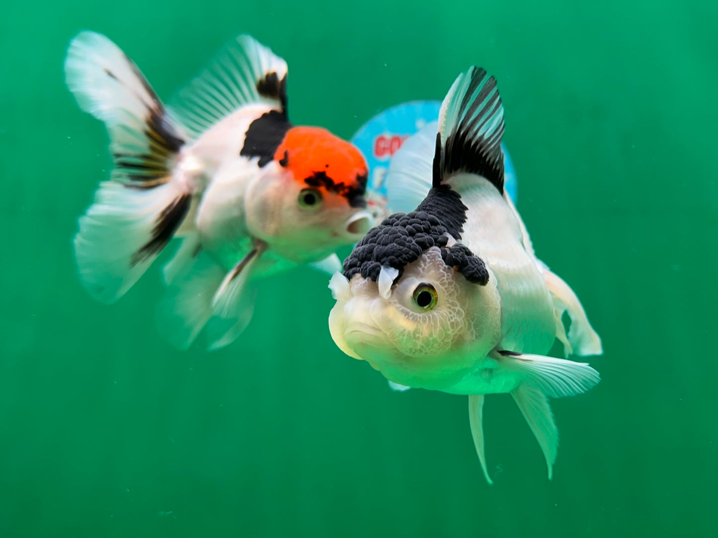 [COUPLE] Tricolor Male & Panda Female Oranda 4.5-5 inches #052325CO_09