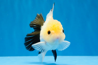 [SINGLE] Panda Button Eyes Oranda Male 4.5 inches #032026SO_10
