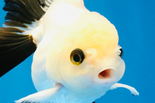 [SINGLE] Panda Oranda Male 4 inches #041026SO_08