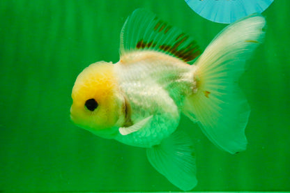 [SINGLE] White Oranda Male 5 inches #121925SO_01