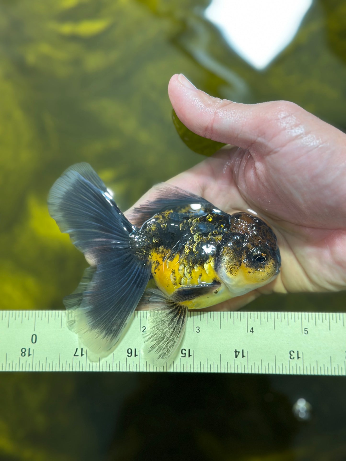 [SINGLE] Kirin Oranda Male 4-4.5 inches #112924SO_16