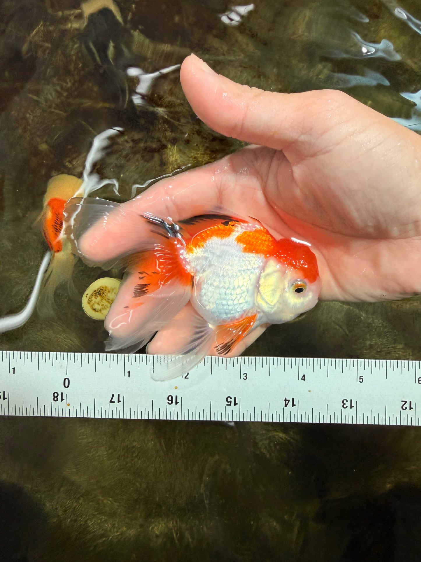 [SINGLE] Tricolor Oranda Male 4-4.5 inches #111425SO_01