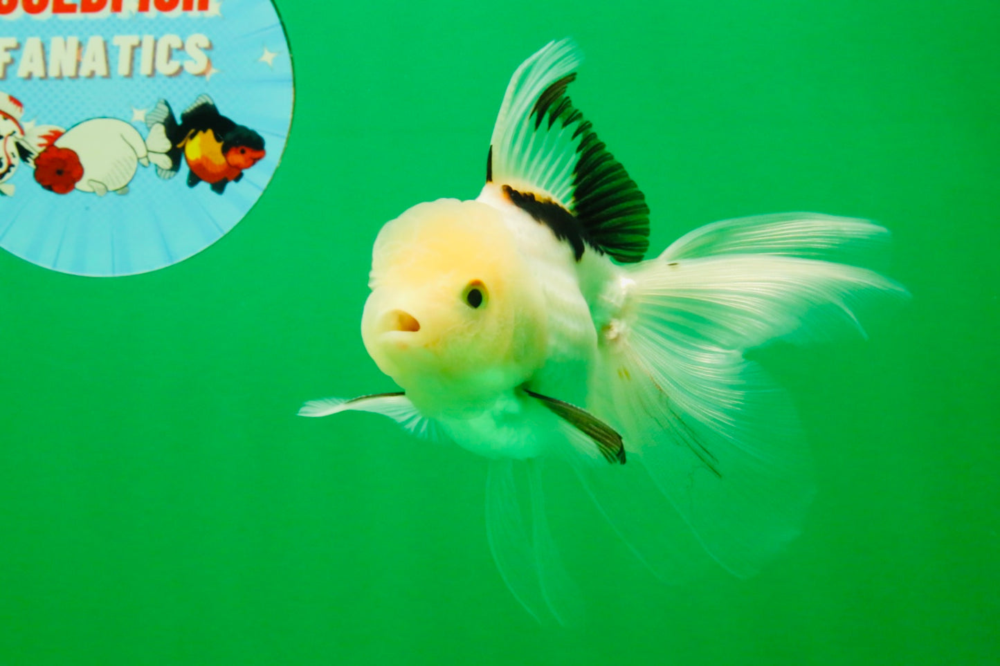 [SINGLE] Tricolor Oranda Male 4.5 inches #112125SO_02