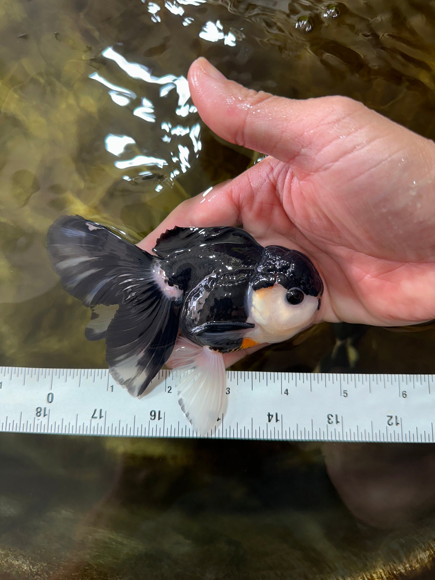 [SINGLE] Panda Button Eyes Oranda Male 4.5 inches #080825SO_06