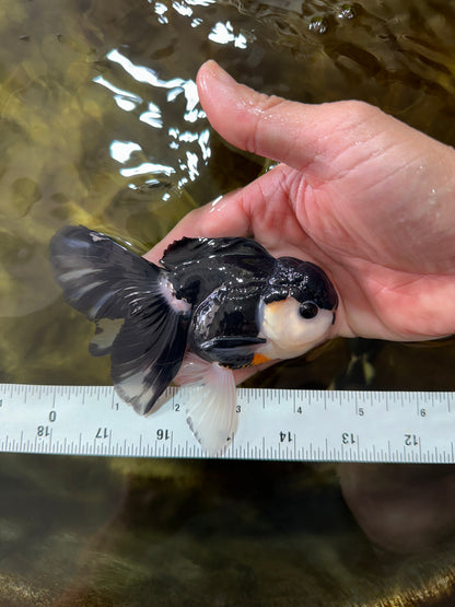 [SINGLE] Panda Button Eyes Oranda Male 4.5 inches #080825SO_06