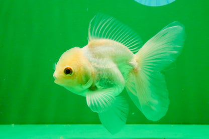[SINGLE] White Oranda Male 4.5 inches #121925SO_03