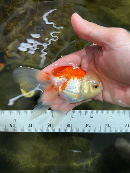 [COUPLE] Tricolor Male & Red White Female Oranda 4-4.5 inches #101025CO_03
