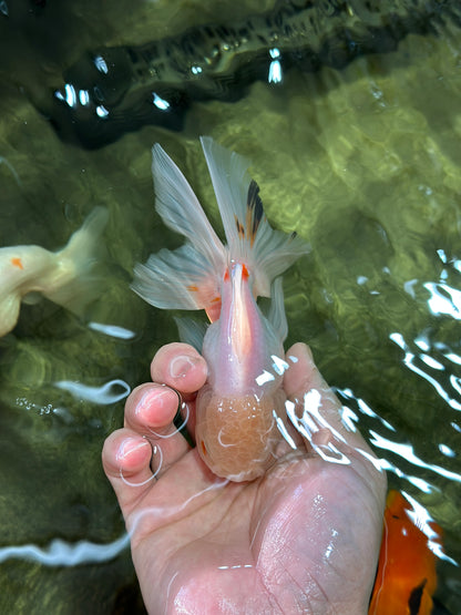 [SINGLE] White Oranda Male 5 inches #011725SO_01