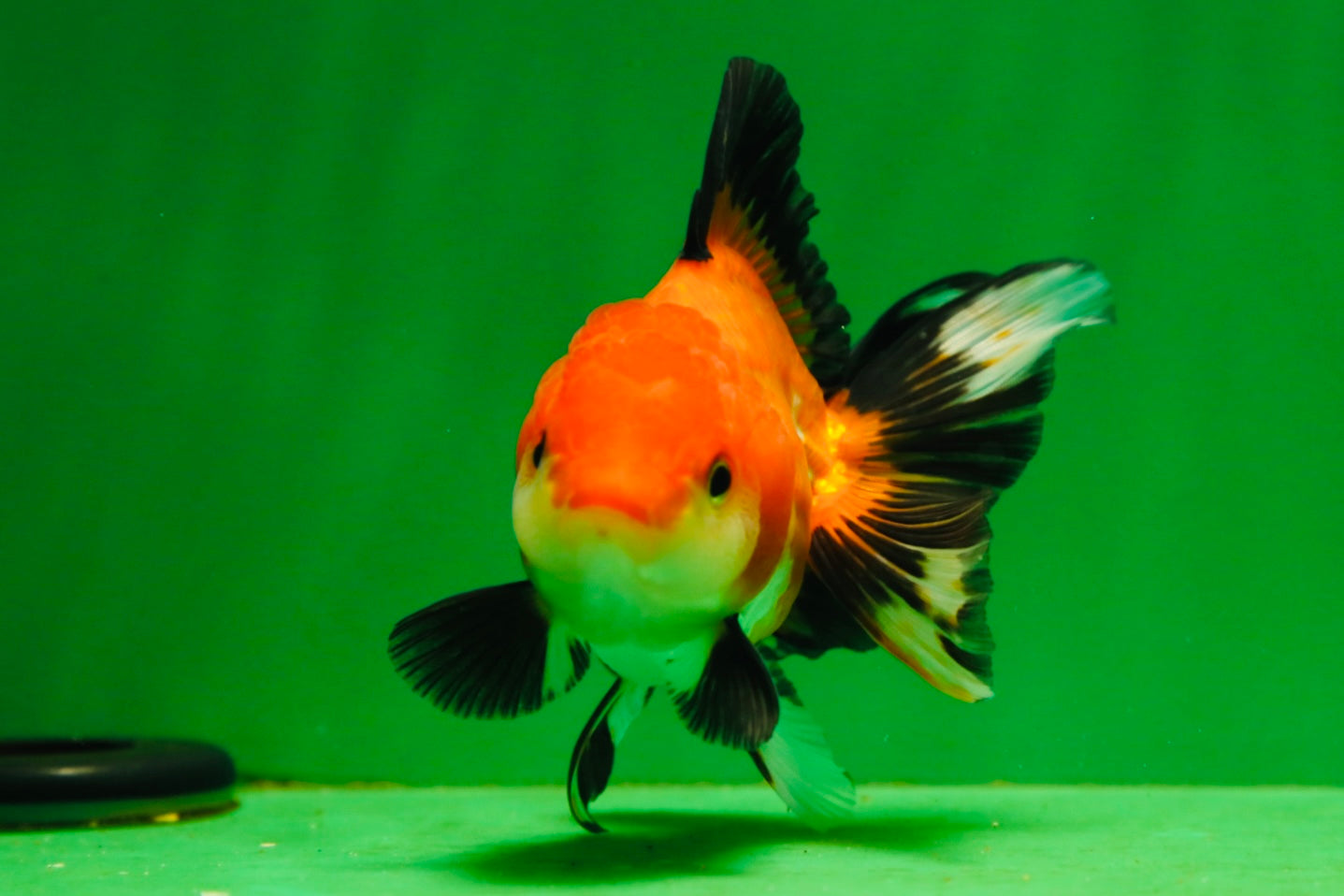 [SINGLE] Tricolor Female Oranda 4-4.5 inches #080125SO_02