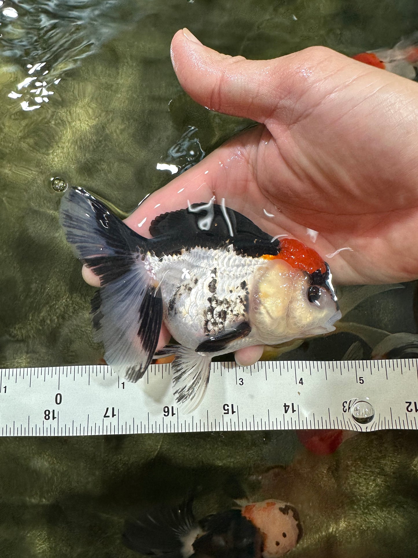 [COUPLE] Button Eyes Tricolor Female & Panda  Male Oranda 4.5 inches #052325CO_08