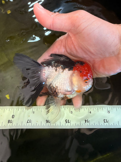 [SINGLE] Tricolor Oranda Female 4-4.5 inches #041026SO_01