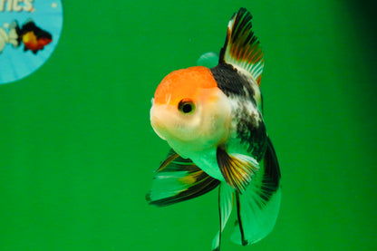 [SINGLE] Tricolor Oranda Male 4-4.5 inches #111425SO_02