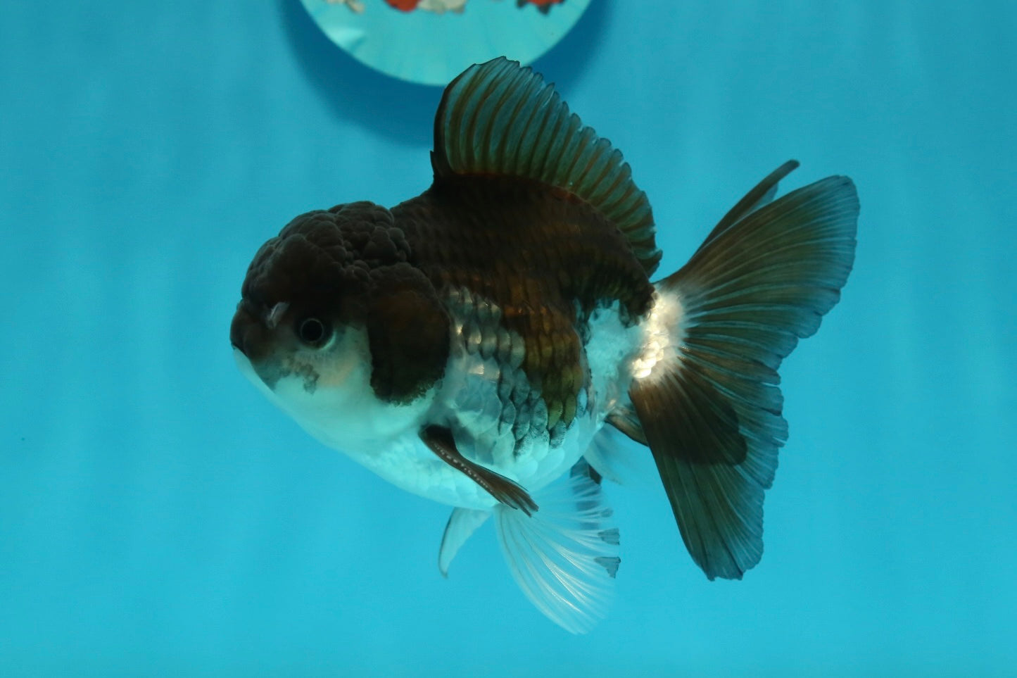 [SINGLE] Panda Oranda Male 4-4.5 inches #112924SO_07