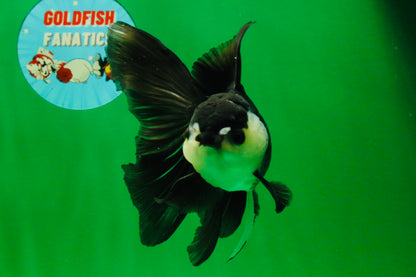 [SINGLE] Panda Oranda Male 5.5-6  inches #121925SO_02