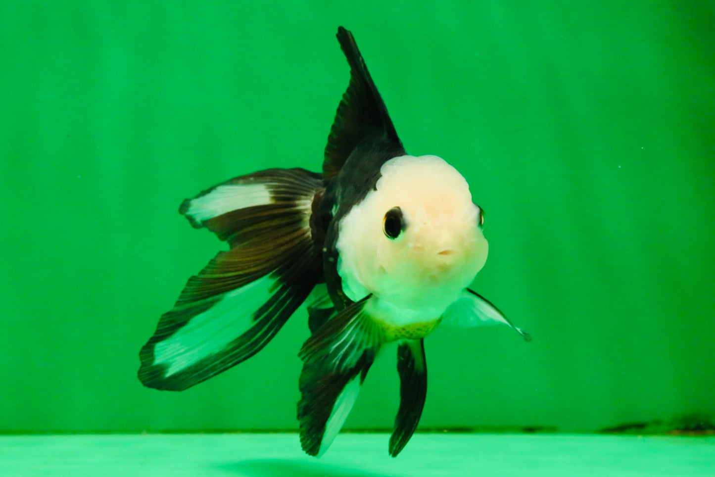 [SINGLE] Panda Button Eyes Oranda Female 4-4.5 inches #111425SO_07