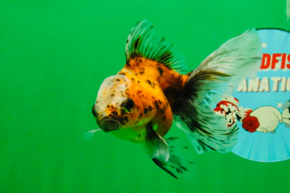 [QUAD] Mixed Color Oranda 3.5-4.5 inches #121925QO_04