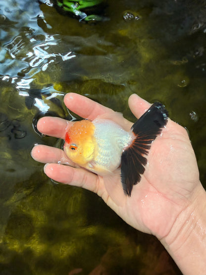 [SINGLE] Tricolor Oranda Male 4 inches #040326SO_07
