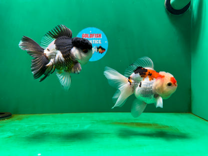 [COUPLE] Panda & Tricolor Male Oranda 4-4.5 inches #052325CO_04