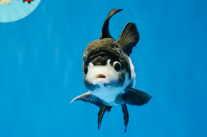 [SINGLE] Panda Oranda Female 4.5 inches #041026SO_02