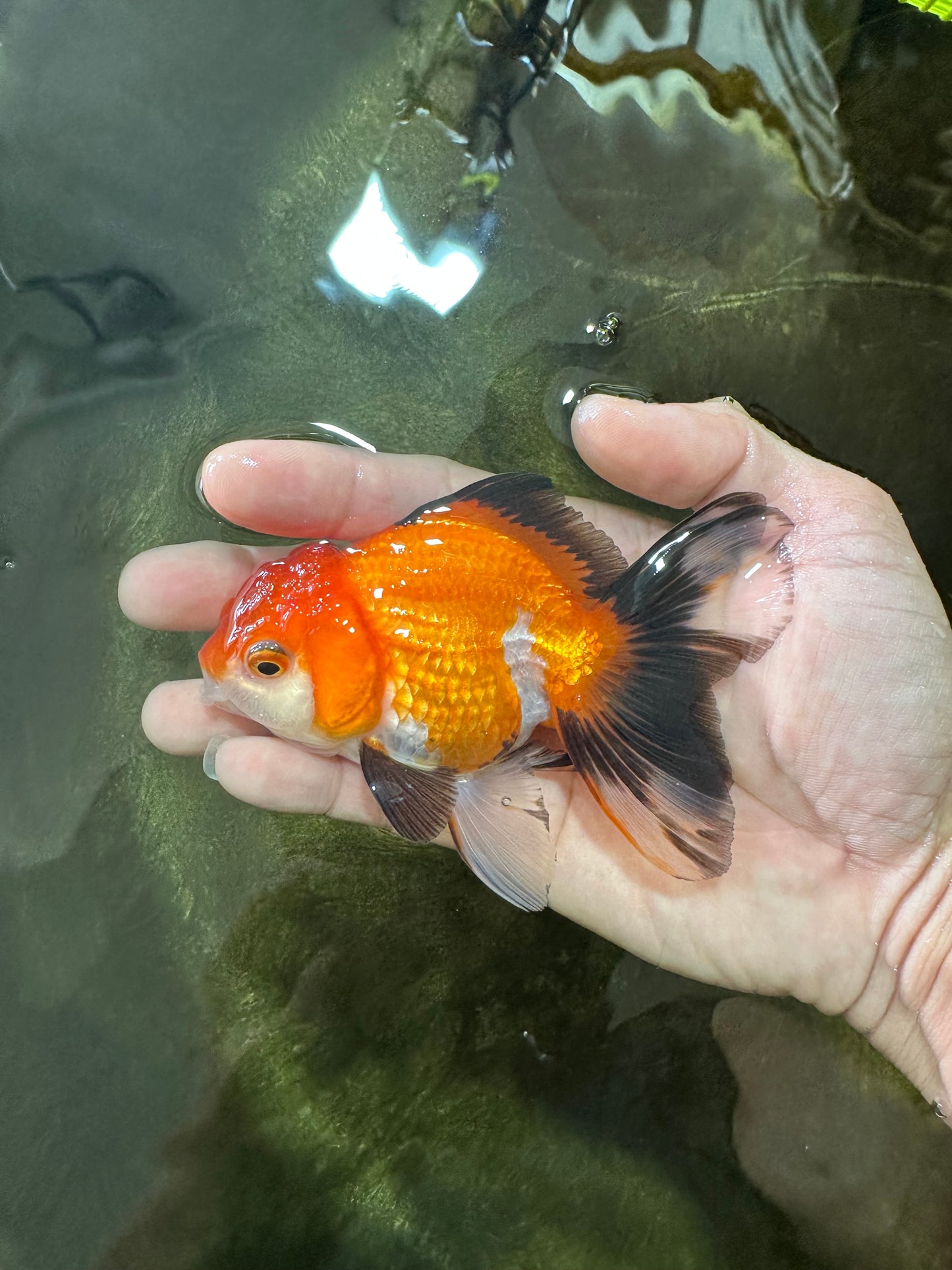 [SINGLE] Tricolor Female Oranda 4-4.5 inches #080125SO_02