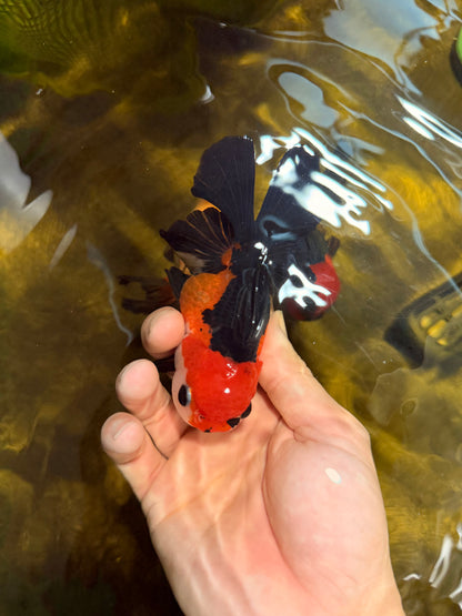 [SINGLE] Tricolor Button Eyes Oranda Female 4-4.5 inches #030626SO_07