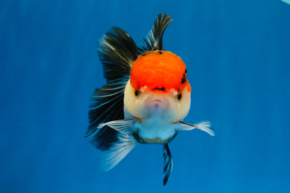 [SINGLE] Tricolor Oranda Female 4-4.5 inches #041026SO_01