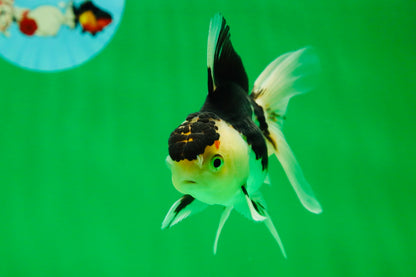 [SINGLE] Panda Oranda Female 4.5 inches #081525SO_11