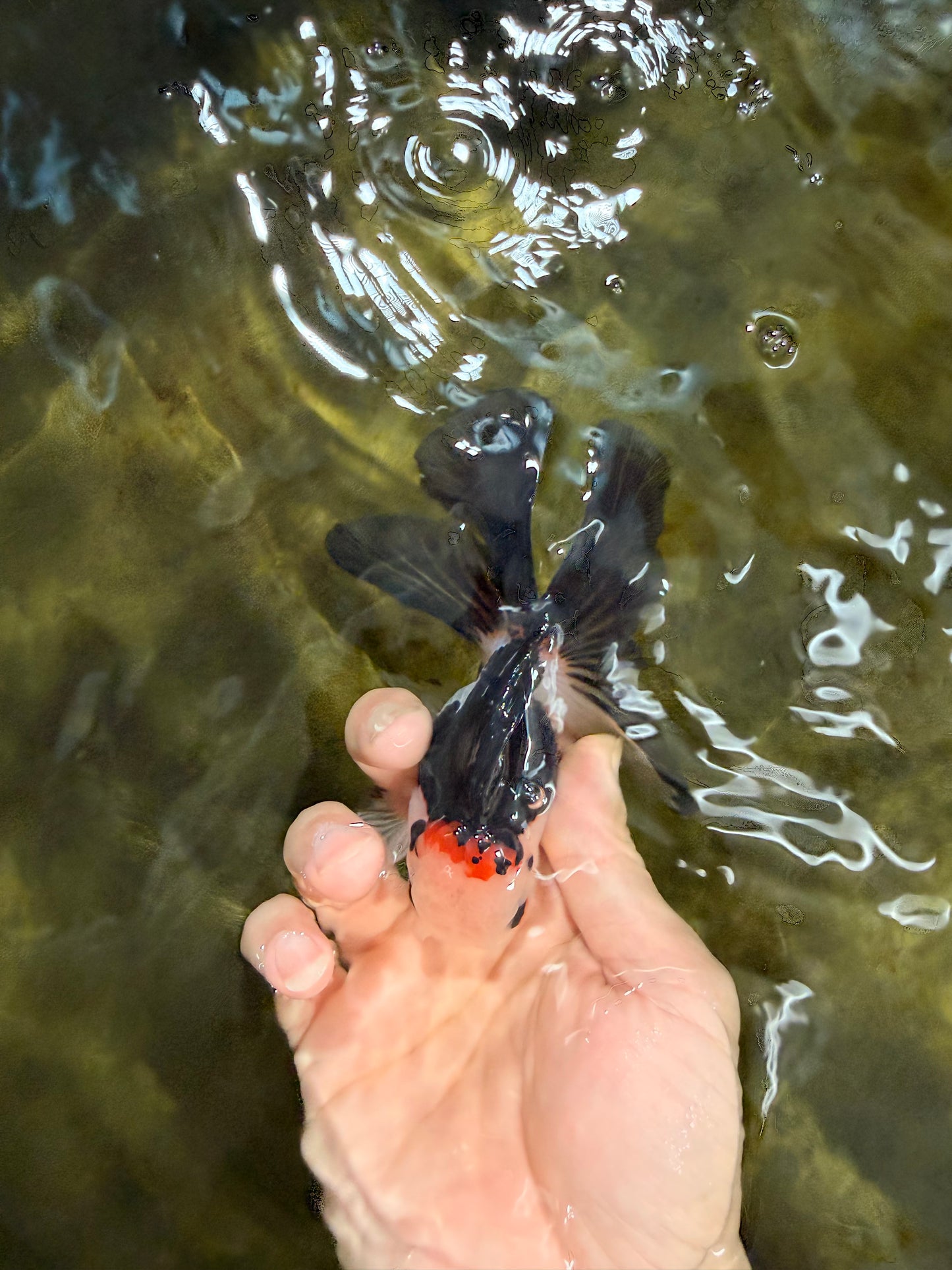 [SINGLE] Tricolor Oranda Male 4-4.5 inches #103125SO_01
