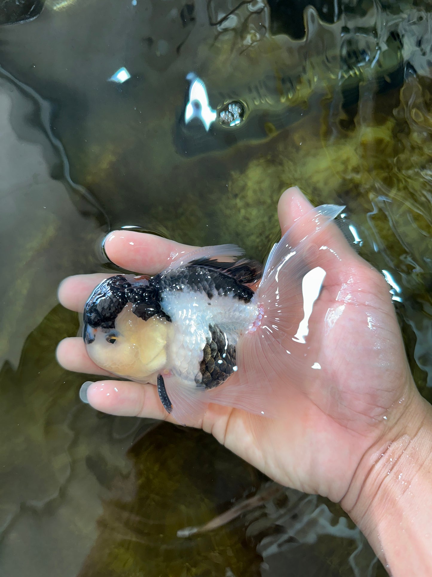 [SINGLE] Panda Oranda Male 4.5-5 inches #080825SO_07