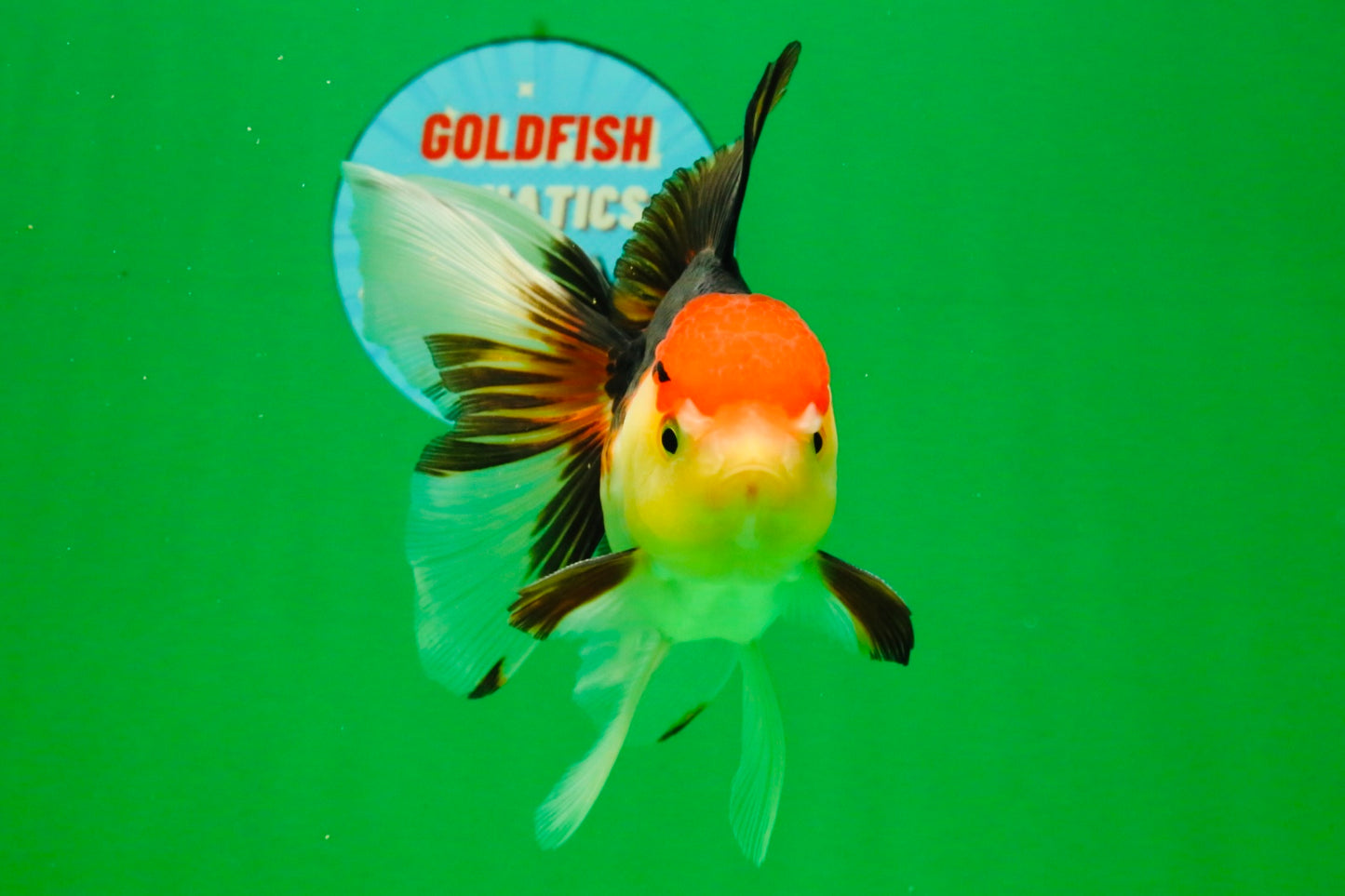 [SINGLE] Tricolor Male 5 inches #103125SO_05