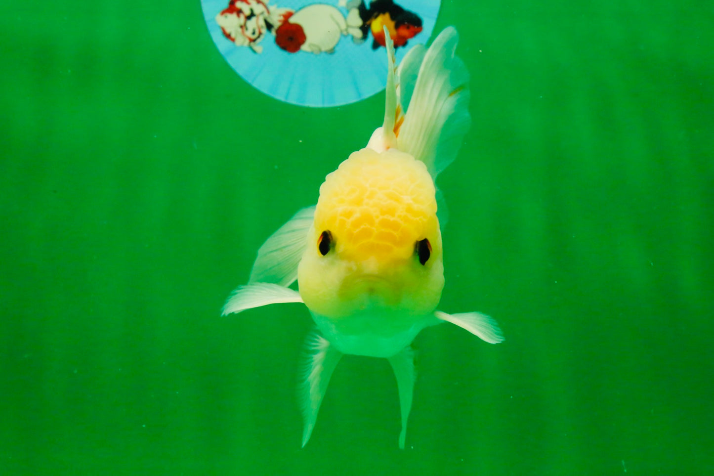 [SINGLE] White Oranda Male 5 inches #121925SO_01