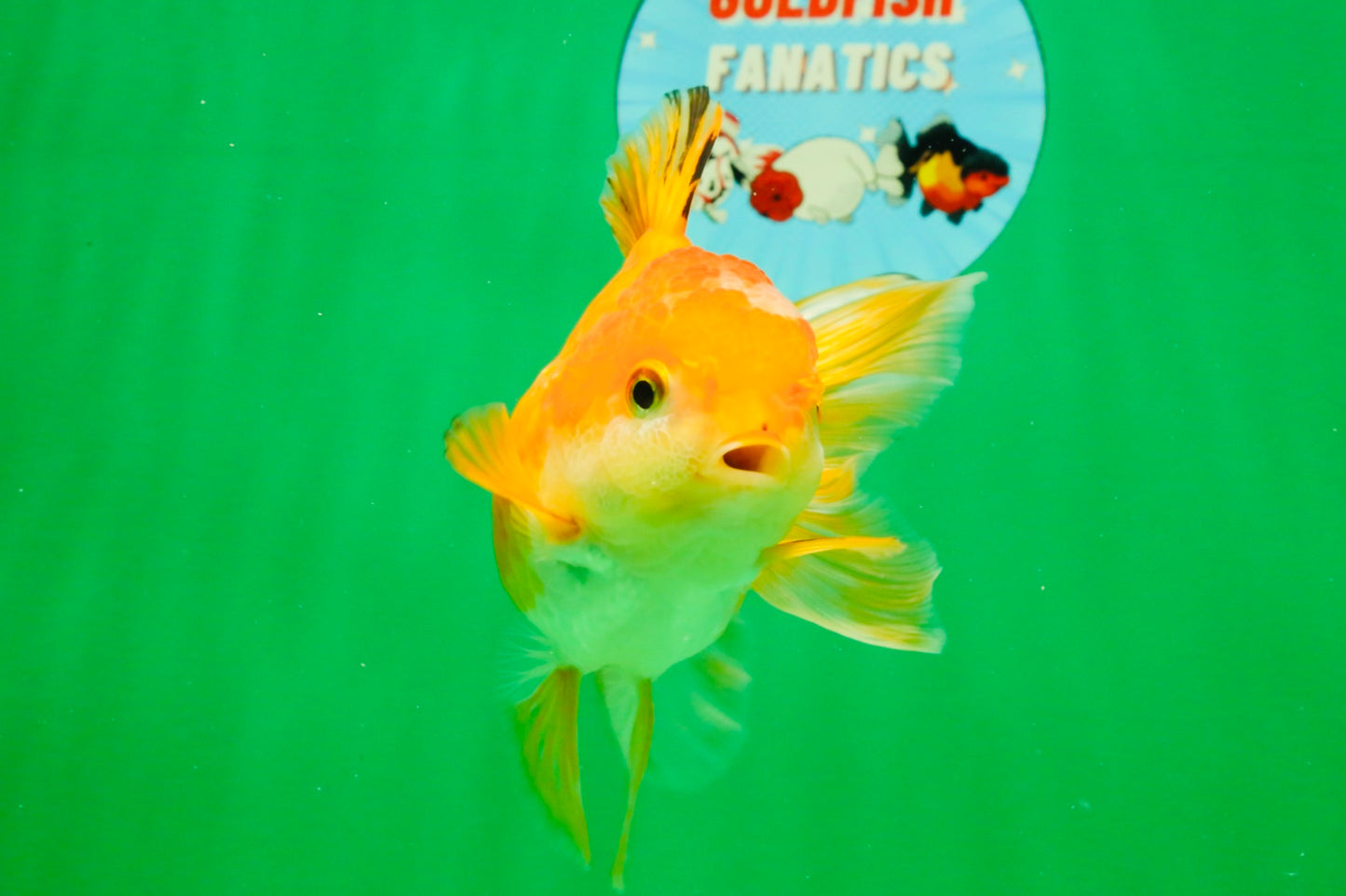 [SINGLE] Orange Female 4.5 inches #103125SO_04