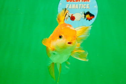 [SINGLE] Orange Female 4.5 inches #103125SO_04