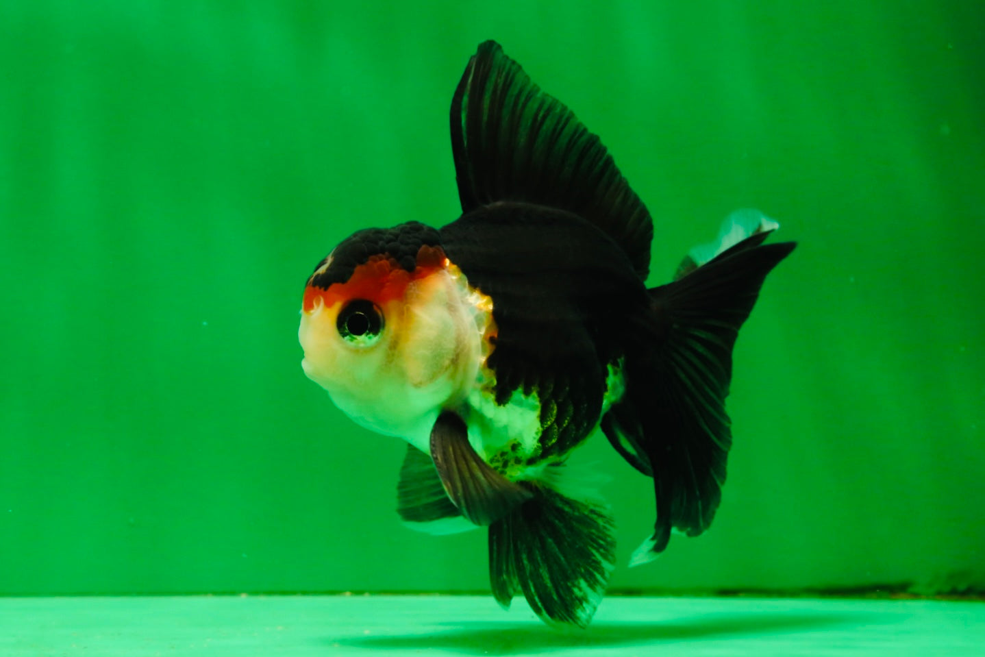 [COUPLE] Tricolor Oranda Male & Female 4-4.5 inches #101025CO_01