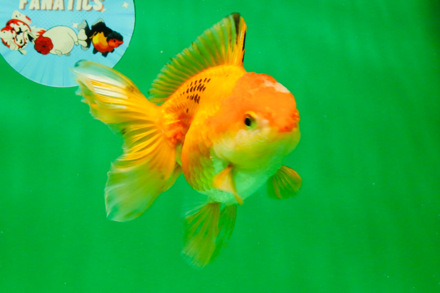 [SINGLE] Orange Female 4.5 inches #103125SO_04