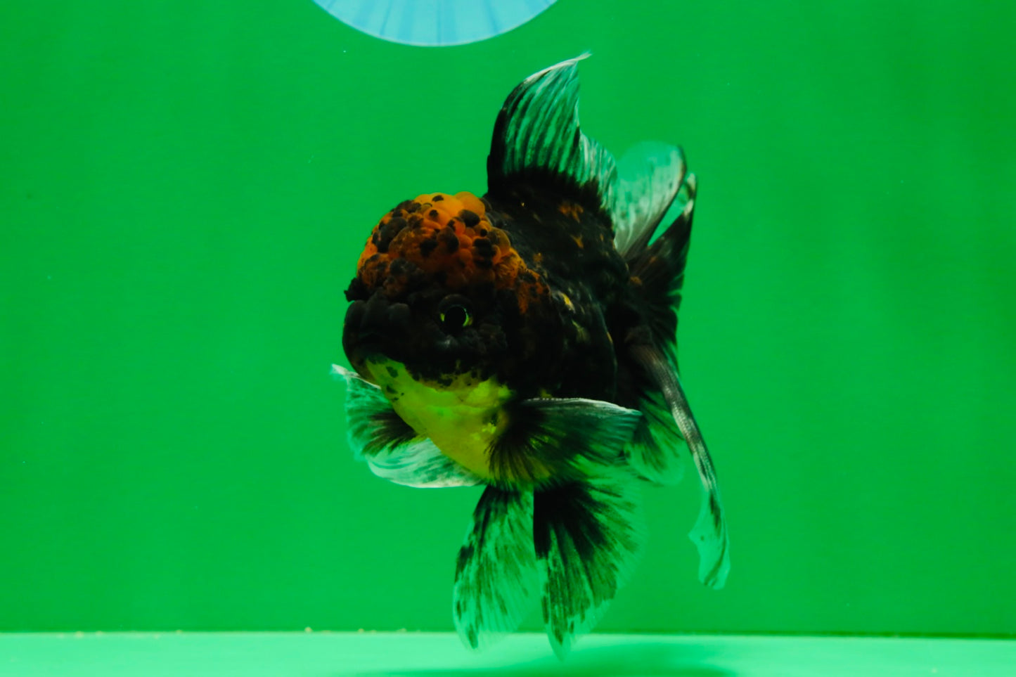 [COUPLE] Tiger Male & Panda Female Oranda 4.5 inches #101025CO_06