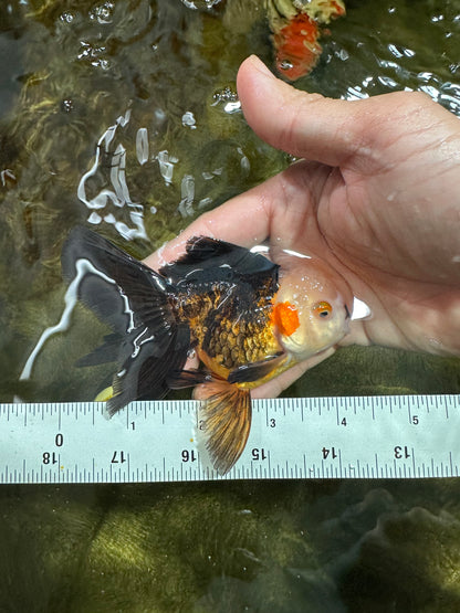 [COUPLE] White Head Male & Red Head Tricolor Female 4-4.5 inches #091925CO_05