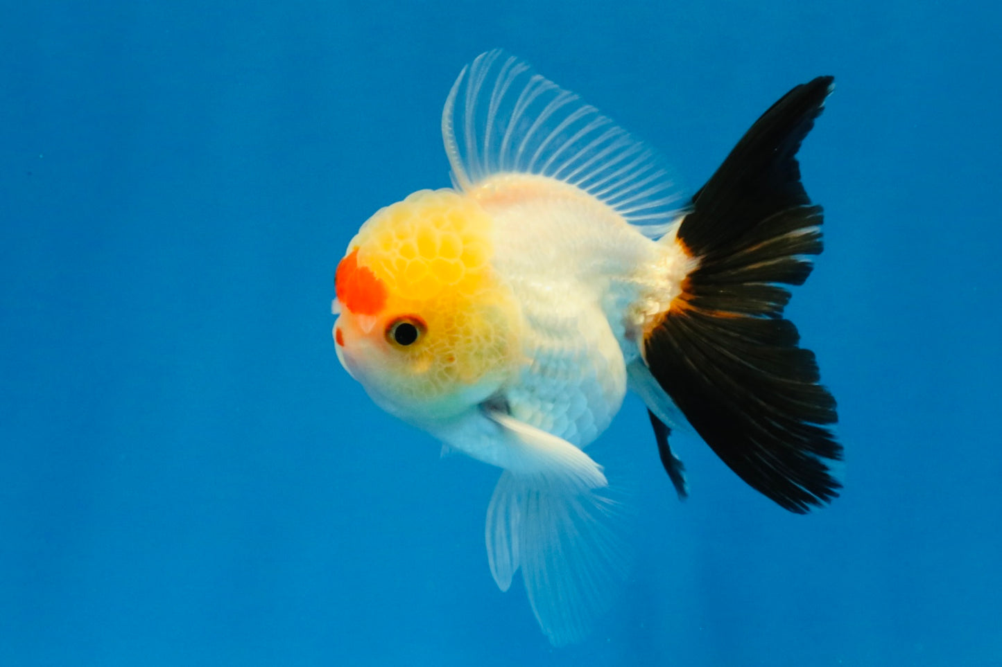 [SINGLE] Tricolor Oranda Male 4 inches #040326SO_07