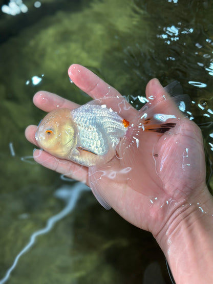 [SINGLE] White Oranda Male 5 inches #011725SO_01