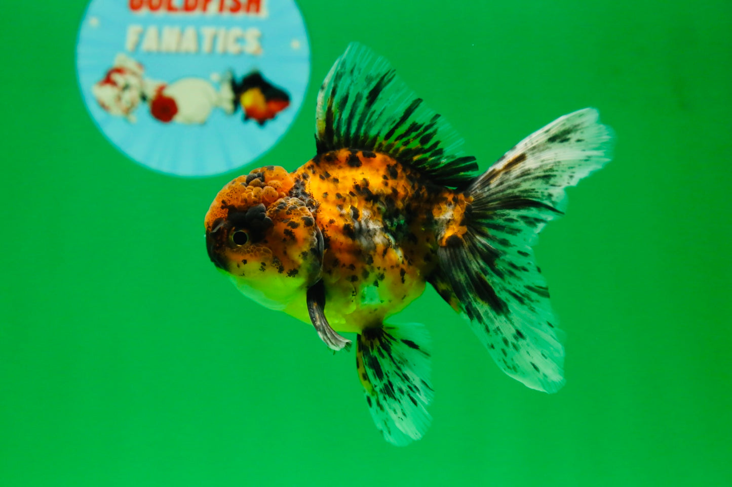 [SINGLE] Pepper Calico Male Oranda 4.5 inches #080125SO_10