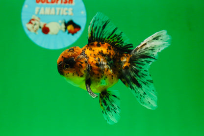 [SINGLE] Pepper Calico Male Oranda 4.5 inches #080125SO_10