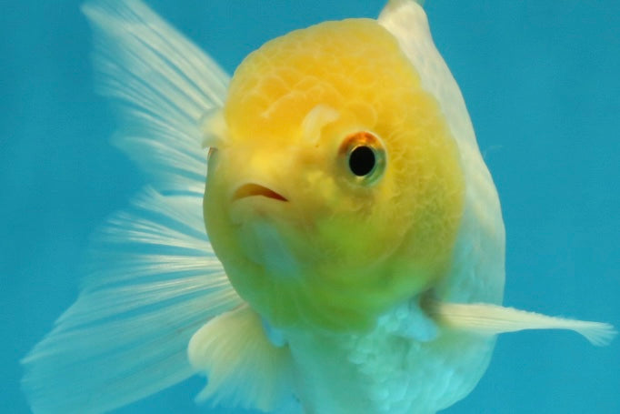 [SINGLE] Lemonhead Oranda Male 4-4.5 inches #112924SO_09