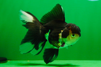 [SINGLE] Panda Male Oranda 4.5-5 inches #080125SO_07