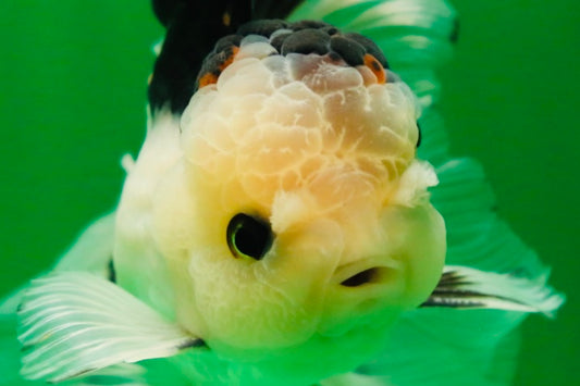 [SINGLE] Tricolor Male Oranda 5 inches #080125SO_12