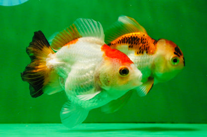 [TRIPLE] Mixed Color Oranda 3.5-4.5 inches #121925TO_05